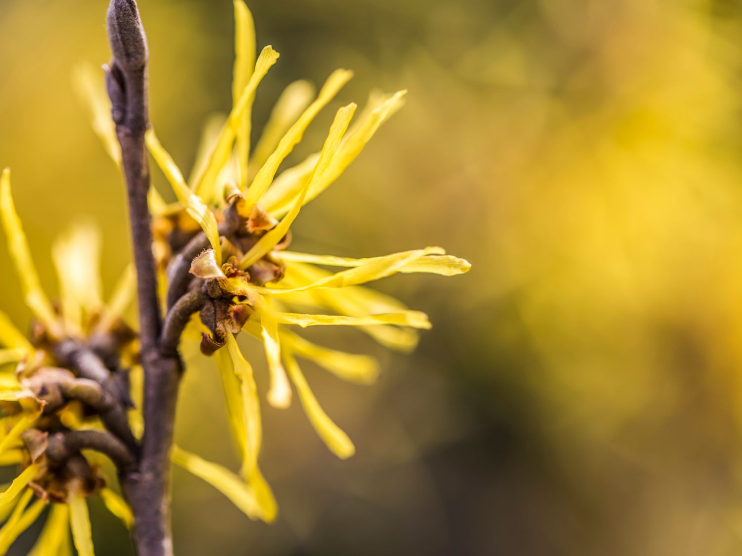 Hamamelis (Zaubernuss) • Tipps für Salbe, Tinktur ...